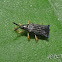 Hispinae Beetle