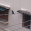 Oriental Magpie Robin