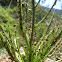 Drosophyllum lusitanicum