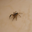 Jumping Spider