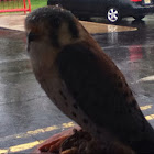 American Kestrel
