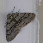 The Half Wing