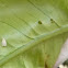 Mosca blanca