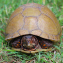 Three-toed Box Turtle