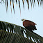 Brahminy Kite