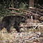 Black Bear