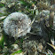 West indian sea egg