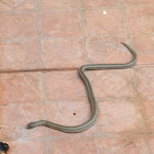 Striped Kukri Snake