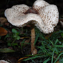 Macrolepiota sp.