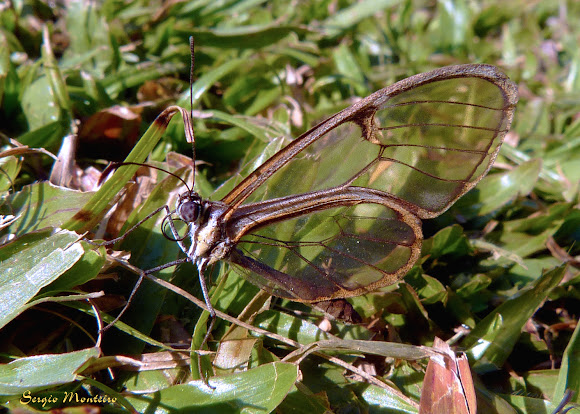 Spotting Image 1