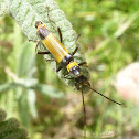 Yellow Soldier Beetle