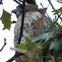 Red-Tailed Hawk