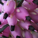 Winter heath
