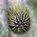 Sea urchin