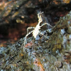 Spider assassin