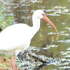 American White Ibis