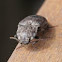 Lined click beetle