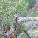 Dark-eyed Junco