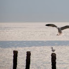 Caspian Gull