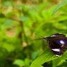 Danaid Eggfly