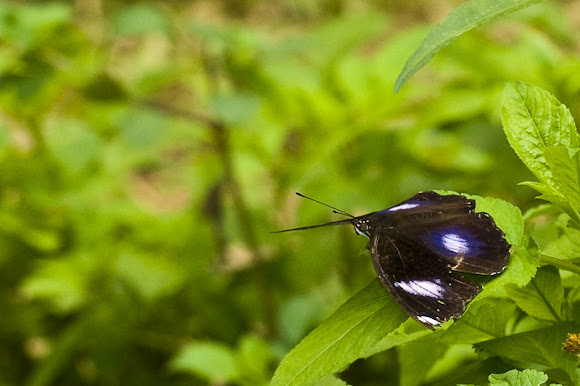Spotting Image 1