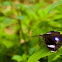Danaid Eggfly