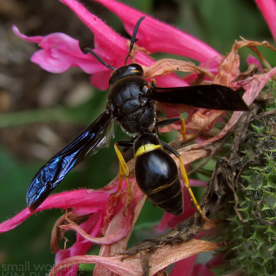 Potter Wasp - female