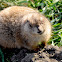 Black-tailed Prairie Dog
