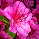 Pink Azalea