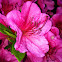 Pink Azalea