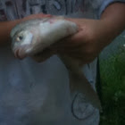 Common bream - brama