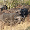 Buffalo