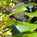 Great Purple Hairstreak (male)