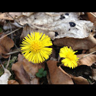 Coltsfoot / Huflattich