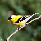 American Goldfinch