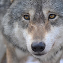 Eurasian wolf
