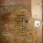 Black Carpenter Ant galleries