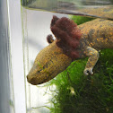Mudpuppy