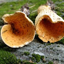 Scaly Vase Chanterelle (Gomphus floccosus)