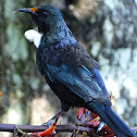Tui