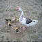 Snow Goose