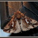 Bilobed Looper Moth