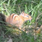 Eastern Chipmunk