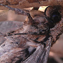 Wood moth?