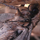 Wood moth?