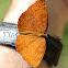 Common Castor