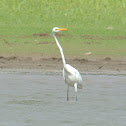 Great Egret