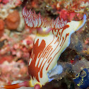 Nembrotha lineolata