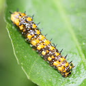 Dainty swallowtail