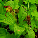 Yellow Lady Slipper